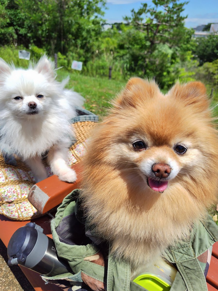 友理　潤 tweet media