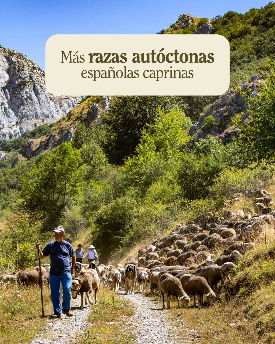 🐐 Hoy toca hablar de cabras autóctonas. Las cabras que son mucho más que animales adorables; son parte fundamental de nuestro patrimonio rural y cultural.

🤍 Majorera (Canarias)
⚪ Gallega
🧡 Retinta (Extremadura)