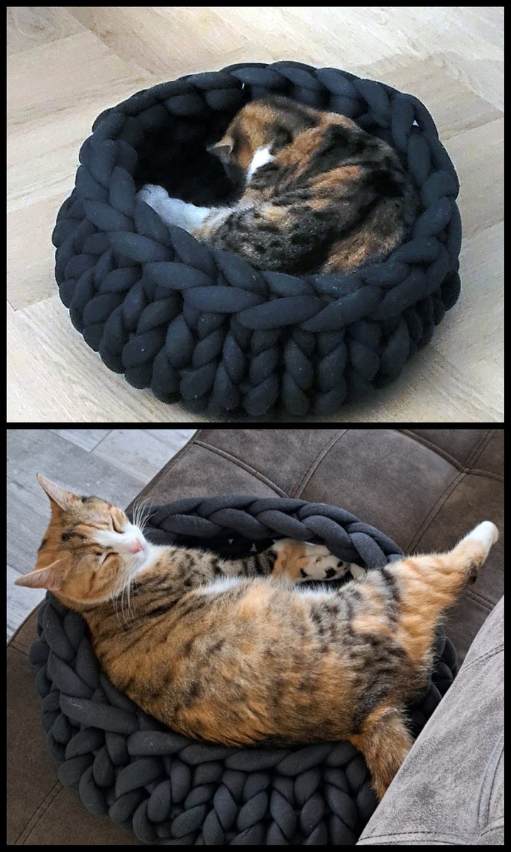 Die Katze platzt aus ihrem Körbchen 🙀

#nordstadtkatzen