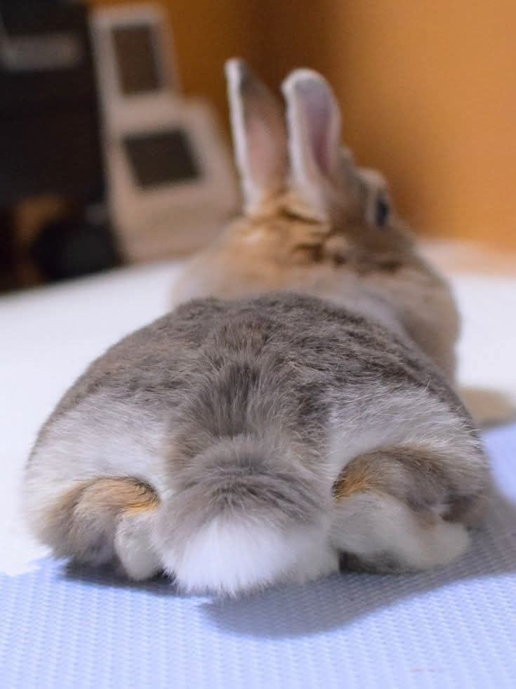 RabbitLoversUSA's tweet photo. Great Photography 😍 https://t.co/e8RaTaSj5r