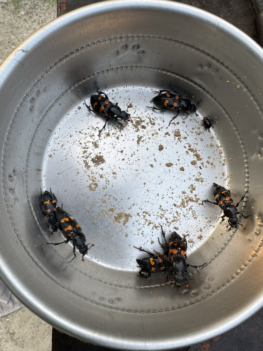 bill_haus's tweet image. @FLEntomologists #Entomology #Bugs @EntsocAmerica ##Entomologist @bug_girl @The_Bug_Girl #UFBugs @UFEntNem 

Good morning, I am trying to confirm these are Nicrophorus americanus, here in North #Florida.  Anyone able to confirm?