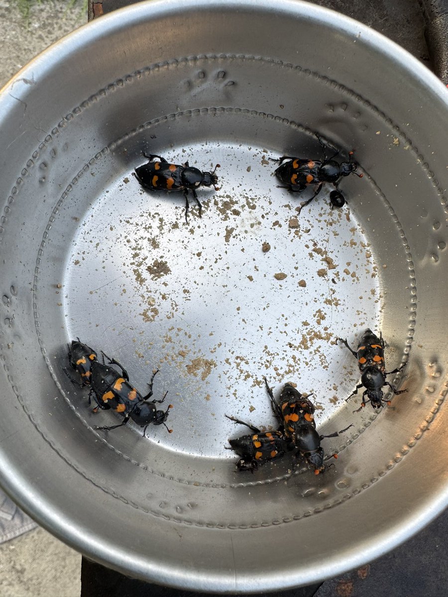 bill_haus's tweet image. @FLEntomologists #Entomology #Bugs @EntsocAmerica ##Entomologist @bug_girl @The_Bug_Girl #UFBugs @UFEntNem 

Good morning, I am trying to confirm these are Nicrophorus americanus, here in North #Florida.  Anyone able to confirm?