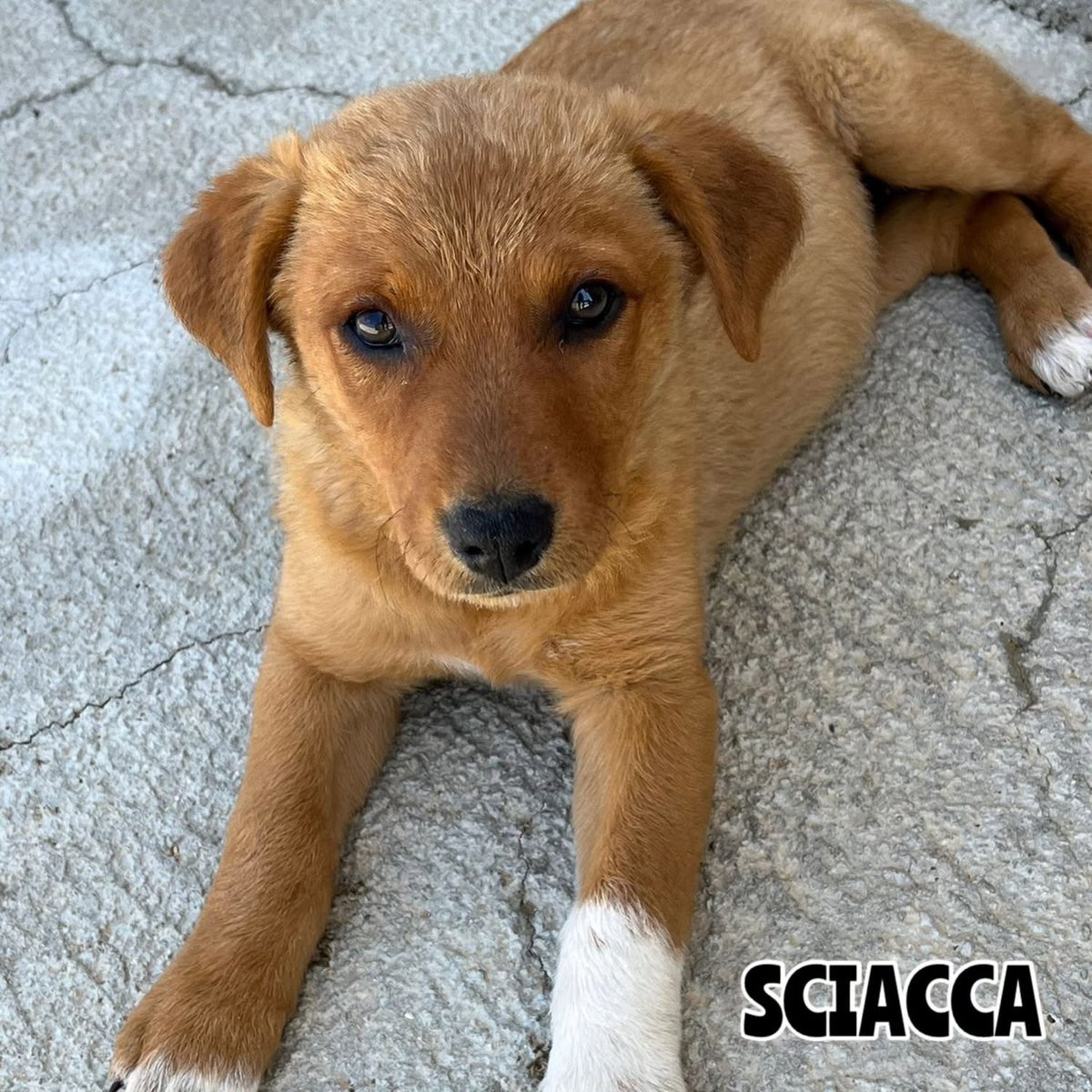 ❗️ QUESTE QUATTRO CUCCIOLE HANNO IL DESTINO SEGNATO. TU LO PUOI CAMBIARE: O ADOTTI O CONDIVIDI

⭕ Info: PER FAVORE NON CHIAMARE. ESCLUSIVAMENTE SE REALMENTE INTERESSATI via Whatsapp al +39 327 760 7352