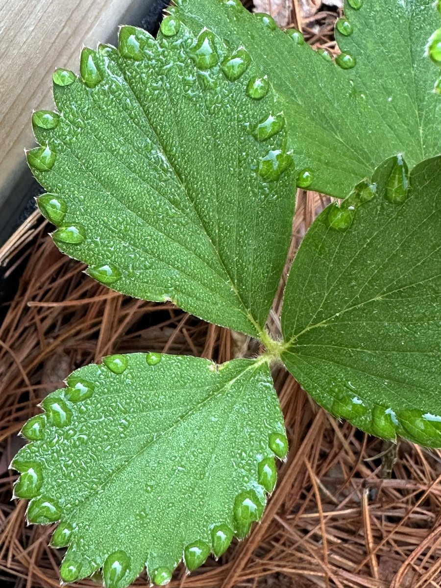 Nature’s pattern.