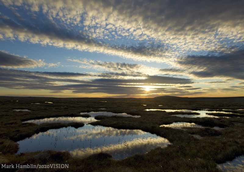 Today is #WorldPeatlandsDay 
These soggy superheroes provide homes for wildlife, filter our drinking water and prevent flooding 💚

To date, Wildlife Trusts have restored over 120,000 football pitches worth of peatlands in England alone.

👉wildlifetrusts.org/ban-sale-peat
#BogsNotBags