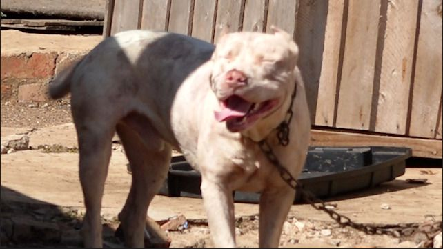 FROM INBOX | 🚨 This dog is NOT a pit bull! 🐶 Based on its traits, it’s likely an American Bully (Classic or XL) or Dogo Argentino, both banned in many countries. Here’s why:

- **Height &amp; Build**: Way too tall for a pit bull, with a head, snout, and lower abdomen resembling a