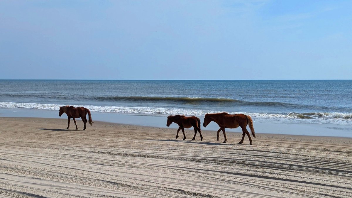 outerbanks's tweet image. Atlantic sunrises,  wild horses, and #OuterBanks golden hour 🌅
Thank you to Gemma M. for sharing these memories from their stay at the oceanfront property,  Beach Spray in Duck! 

📅 Beach Spray has June | July | August avialability including July 4th! 🔗bit.ly/41zZwH7