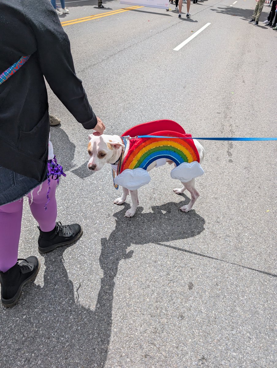 everyone shut the fuck up and look at this gay ass dog