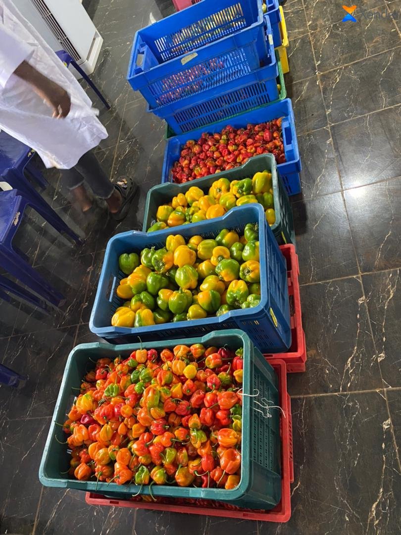 ToluAdams3's tweet image. Early Morning Harvest...

#effectfarmer