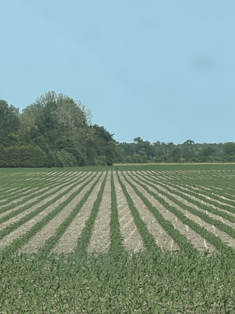 ShanthiJohnson's tweet photo. #Essex, #Ontario #Agriculture https://t.co/v0lh9qyIMx