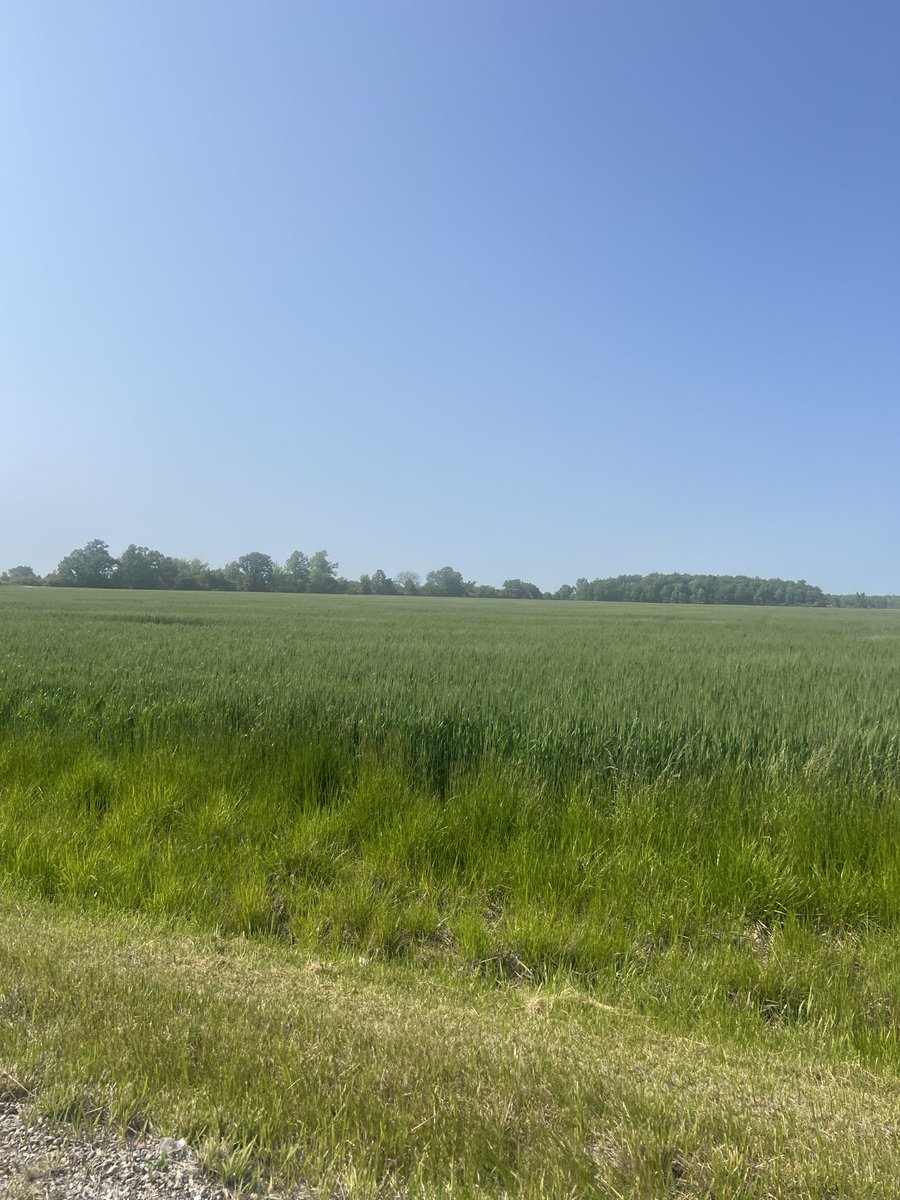 #Essex, #Ontario #Agriculture