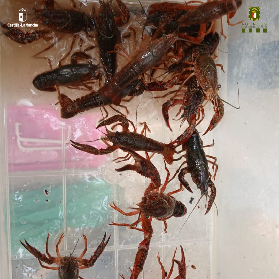 ➡️Desde ayer 1 de junio se abre el periodo de pesca para control del cangrejo rojo🦞
⏰Horario: 1 hora antes del orto hasta 2 horas después del ocaso
🆙Máximo 10 reteles
🛻Posesión y transporte en muerto
⛔Prohibido donde coexista con otras ssp. de cangrejo
✳️Sin cupo ni talla