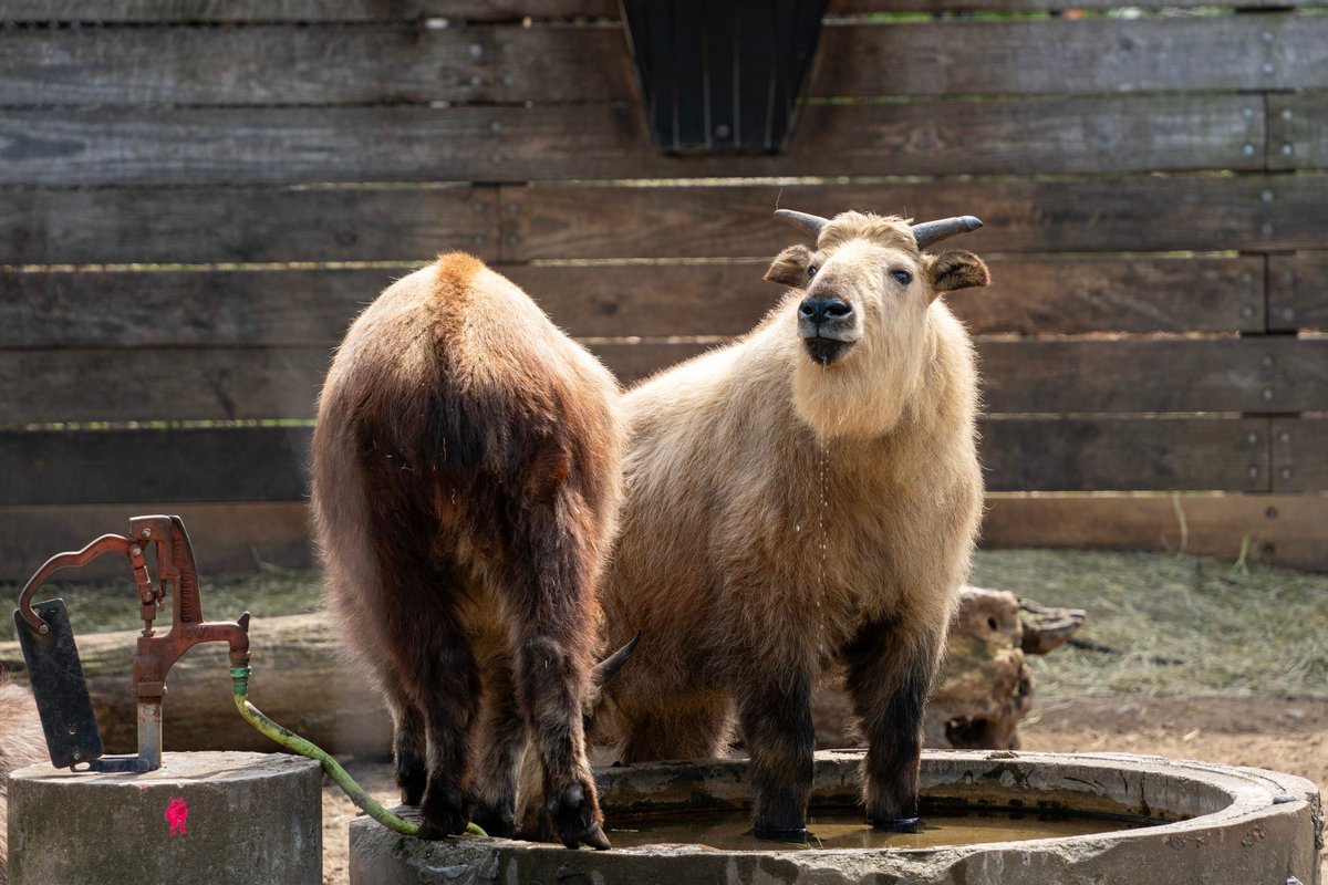 Summer hours start today! Through August 31, the Zoo will be open daily from 10 am to 8 pm.