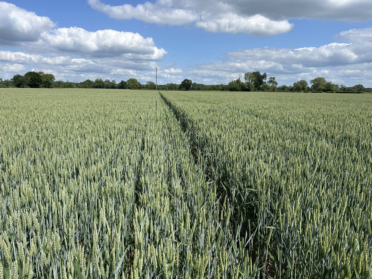 Daniel lievesley tweet media