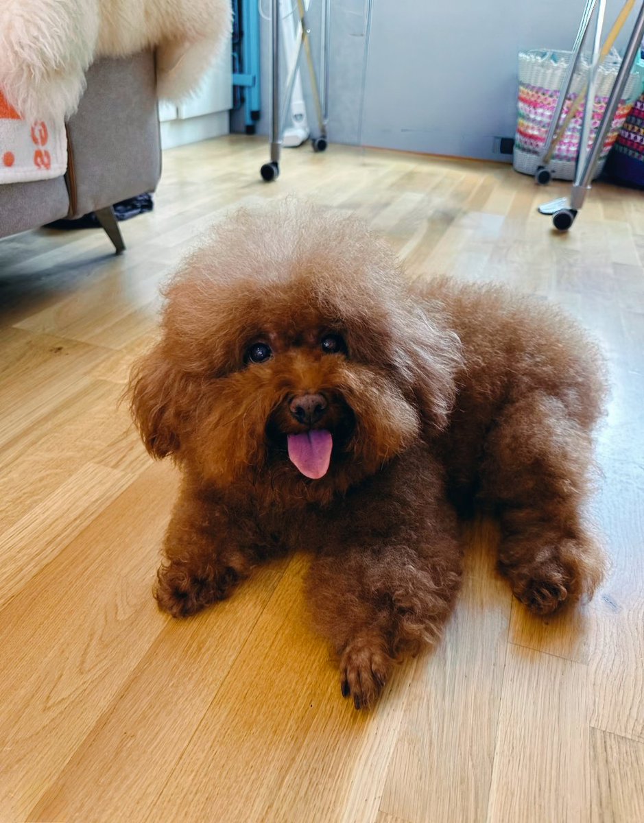 PostsOfDogs_'s tweet image. Crying uncontrollably until it hurt more than my ruined bangs