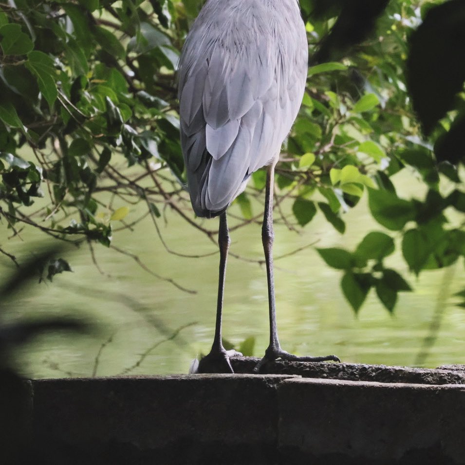 kw_point's tweet photo. キレイな足ですね、、
#アオサギ #grayheron #蒼鷺 #野鳥 #野鳥撮影 #tokyojapan https://t.co/DJJLapCBmU