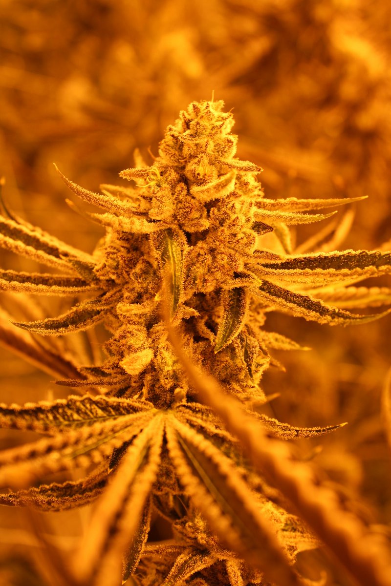 Giveaway Time! 
Mendo Punch Line Giveaway
2 winners each receive
13+ seeds each pack!
1) Mendo Punch F3 
2) GMP F3
3) Mendo Skunk Punch  
4) Mendo Lights 
Follow, Retweet, and Tag someone if you'd like! I'll have the drawing Friday 5/6/25!
