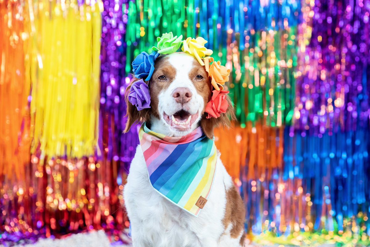 District Dogs tweet media