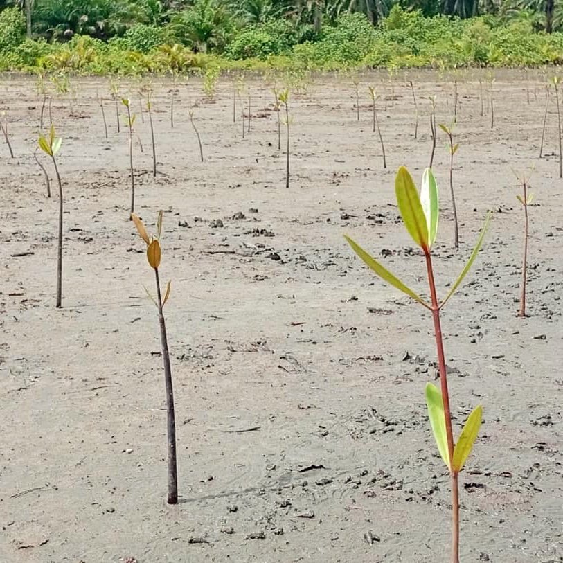 This project is more than just tree-planting. 

It’s about empowering people in the local communities, especially women and youth, who are being trained and empowered with sustainable livelihood skills.
