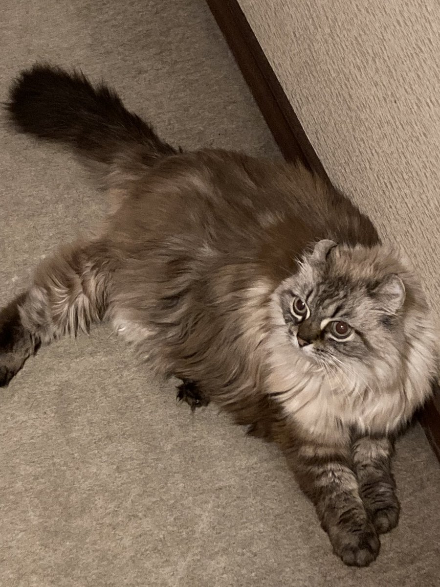 そう言えば今日はくるるさんの誕生日でした～
ももももももう15歳！？
一日中寝ております💤