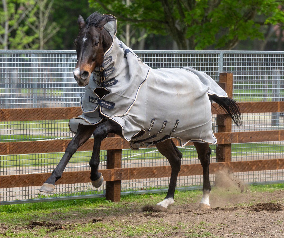 Look at GOLDEN SIXTY go! 😍 <a href="/northern_horse/">ノーザンホースパーク</a> 

📸 <a href="/www_ouma_com/">🎈🪢＠わんぱく通期勢(LV.23)</a> | #ゴールデンシックスティ
