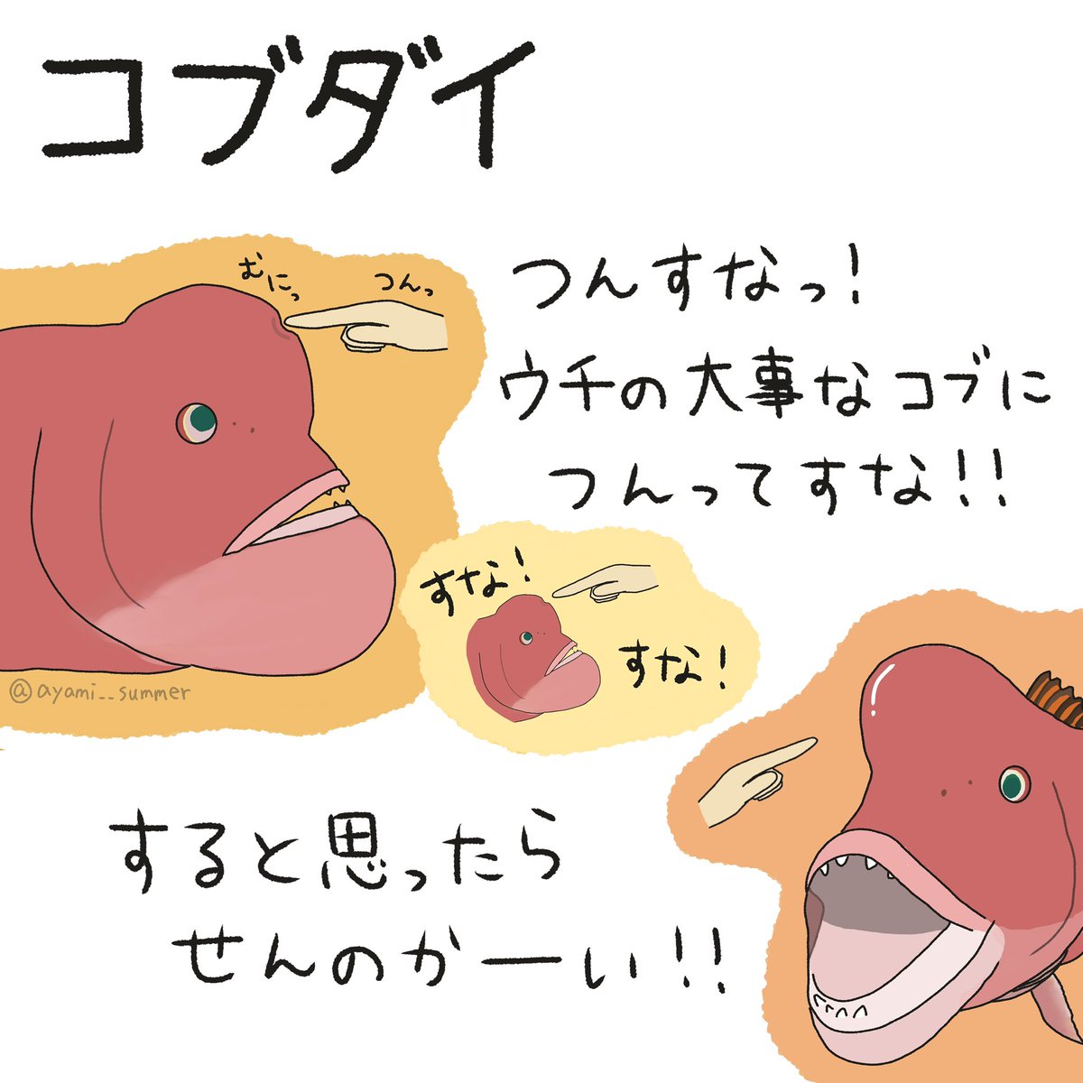 ayamisummer's tweet photo. ４コマ水産学「コブダイ」

#４コマ水産学 https://t.co/ynSeDdpyA3