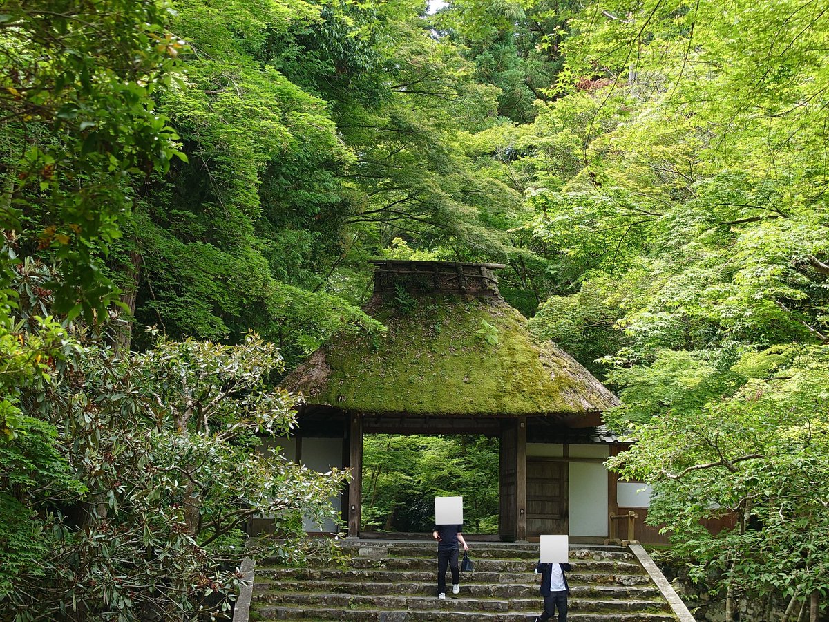 onochiarose1's tweet photo. 法然院

銀閣寺から少し南に下ったところ
人も少なくてなかなかよかったです🌿🌿🌿

拝観料無料
駐車場はないので近くの私営駐車場に
2時間 500円 https://t.co/KK0SWcRyAo