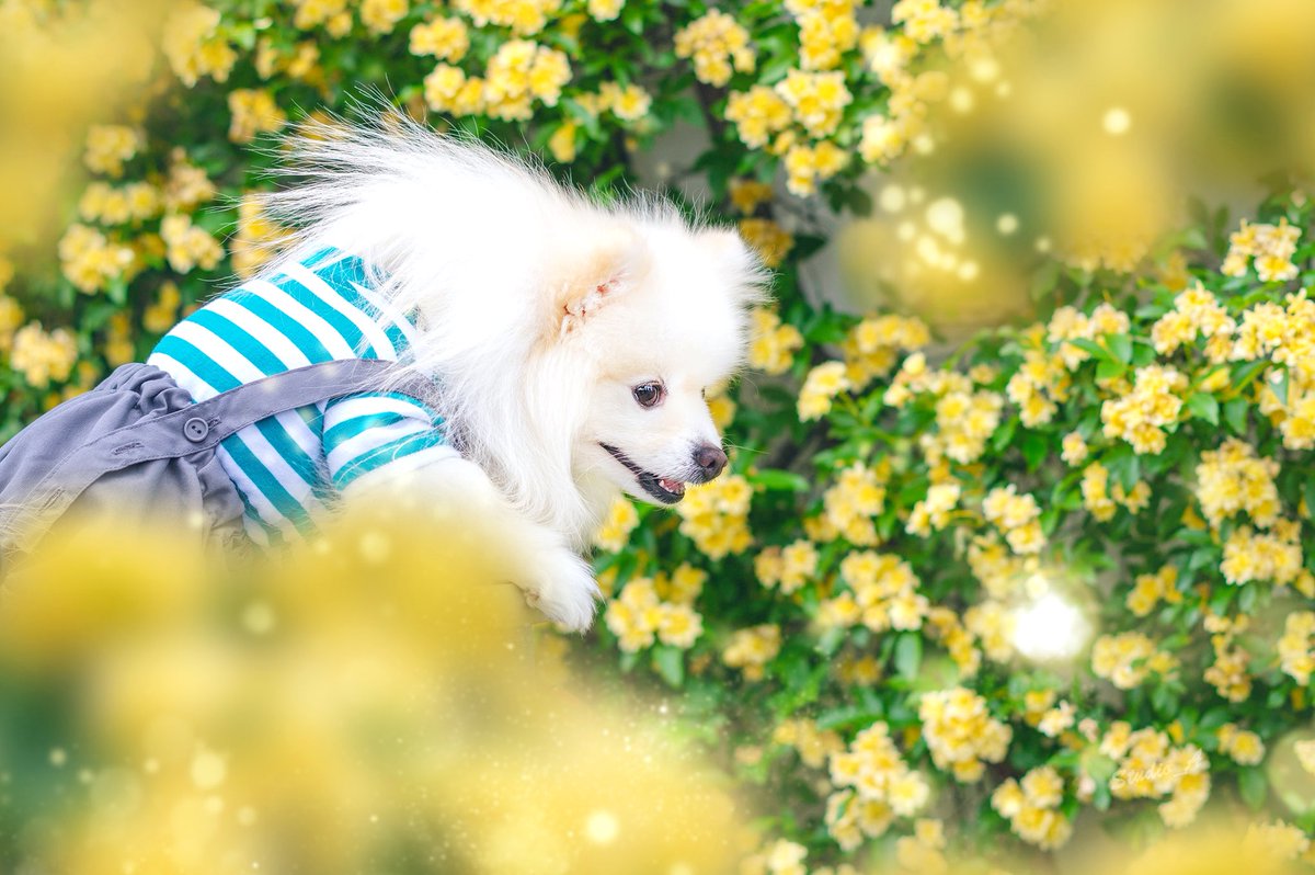 バタバタしている毎日ですが
私も愛犬も元気です✨

梅雨〜夏が本当に苦手なので憂鬱ですが‥デザフェスに向けて作品作り頑張ります💪

 #ポメラニアン 
 #犬好きさんと繋がりたい 
 #photoshop