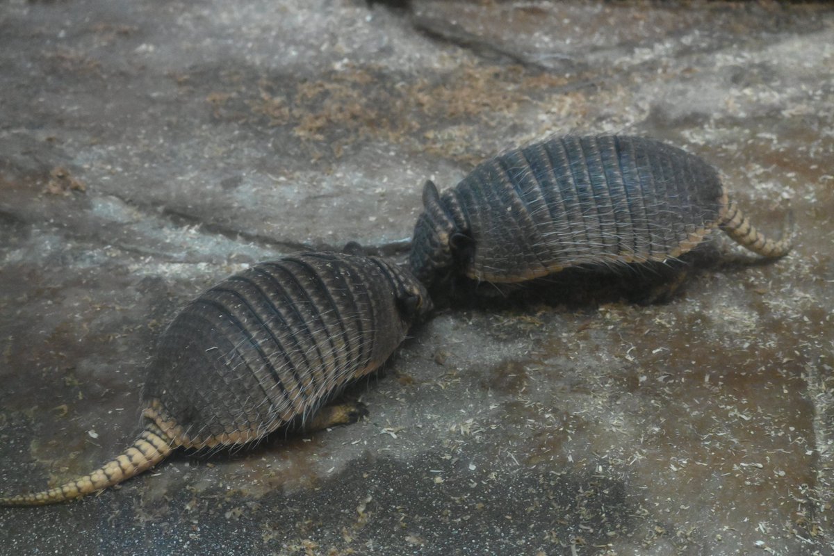 2025年2月6日に生まれた #ムツオビアルマジロ の仔2頭の名前が #ラン丸