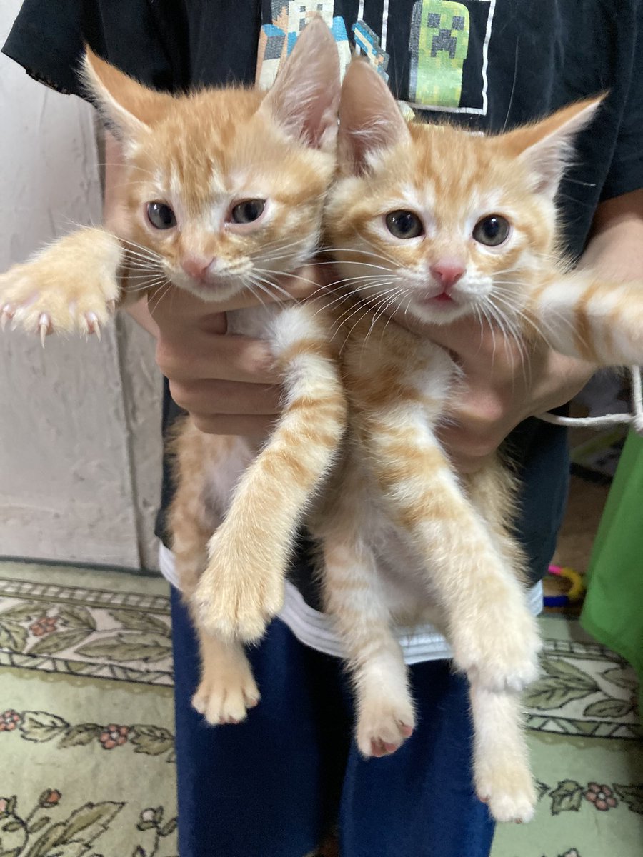 メルカリで本日中に売れなければ300円❗「君だけのニャンコ」 Lネコ (@lneko2) / Posts / X