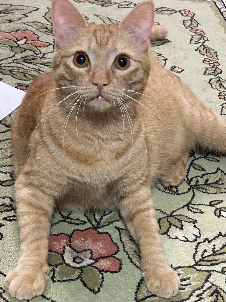 メルカリアンバサダー