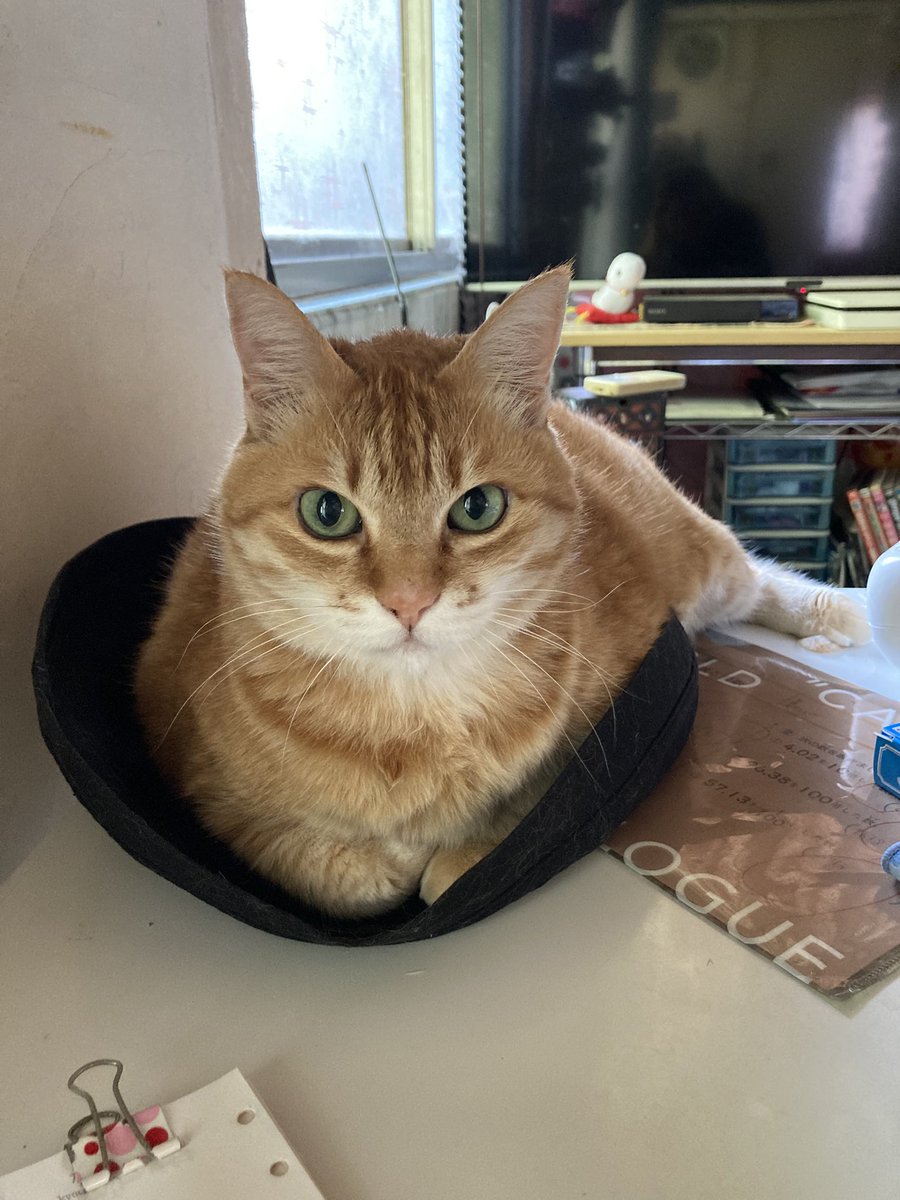 メルカリで24時間以内に売れなければ300円❗最新作✨「蒼天のニャンコ」 メルカリで24時間以内に売れなければ300円❗最新作✨「蒼天