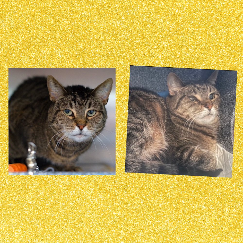 TRUNCHBULL NEEDS A PLACEMENT BY TUESDAY JUNE 3, 2025 BY 12PM &amp; MUST BE PULLED BY A NEW HOPE PARTNER RESCUE: Name is Trunchbull. #trunchbull:  #ID223812. I am a desexed female brown #tabby/white #cat at the #QueensACC. 5 Years Old! #CatsOfX #NYCACC #Donate Overstimulation #Rescue