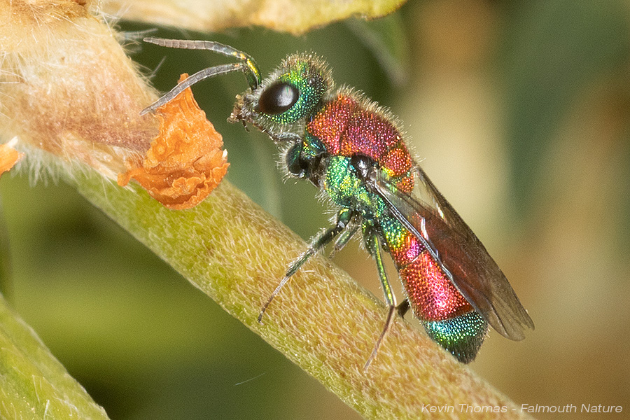 A Ruby tail wasp Saturday's seen on the  <a href="/Buzz_dont_tweet/">Buglife</a>  workshop walk led by <a href="/WillLeoHawkes/">Dr Will Leo Hawkes</a> - another new species for me and a tick on my bucket list.

#wasp #conservation #cornwall