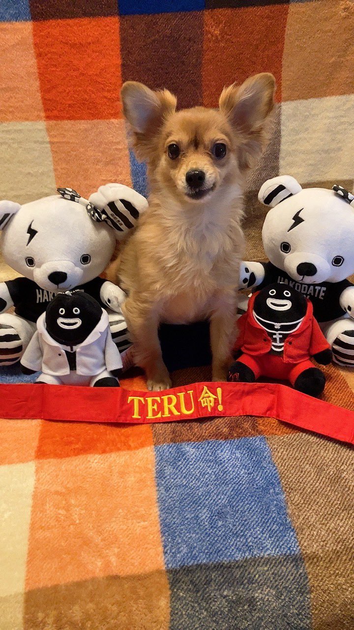 GLAY TERU ピック 2025年最新】glay teru ピックの人気アイテム - メルカリ