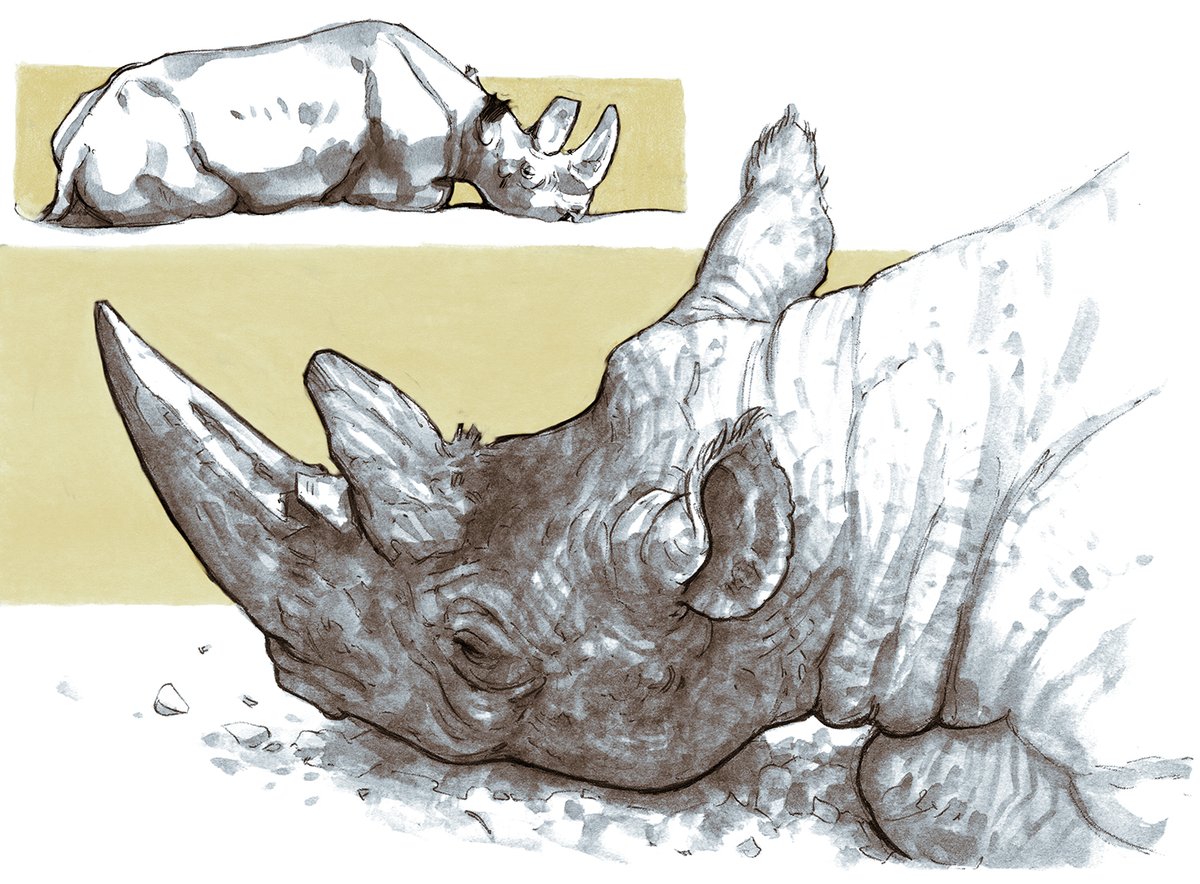Black rhinoceros