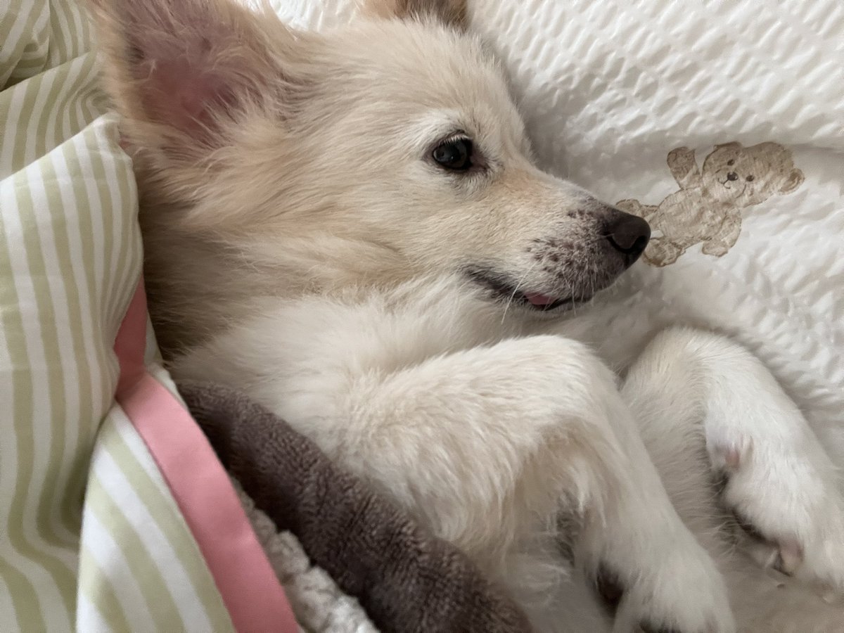 강아지랑 침대에 같이 누워있으면 얼마나 행복한지 몰라