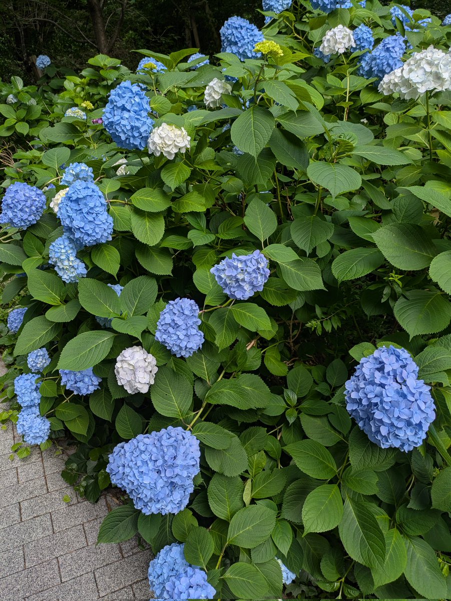 ResonanCe2_15's tweet photo. 紫陽花の綺麗な季節……
といえば　#ただいまコン　！！

今回のフライヤーは、紫陽花をイメージしています。
事前お申し込みお待ちしております！
🎟️事前申込→https://t.co/ipmYo0Atbh
XのDMでもお気軽にお問い合わせください♪

#郡山市　#クラシック　#当日でも入れます https://t.co/rhGsNPigzJ