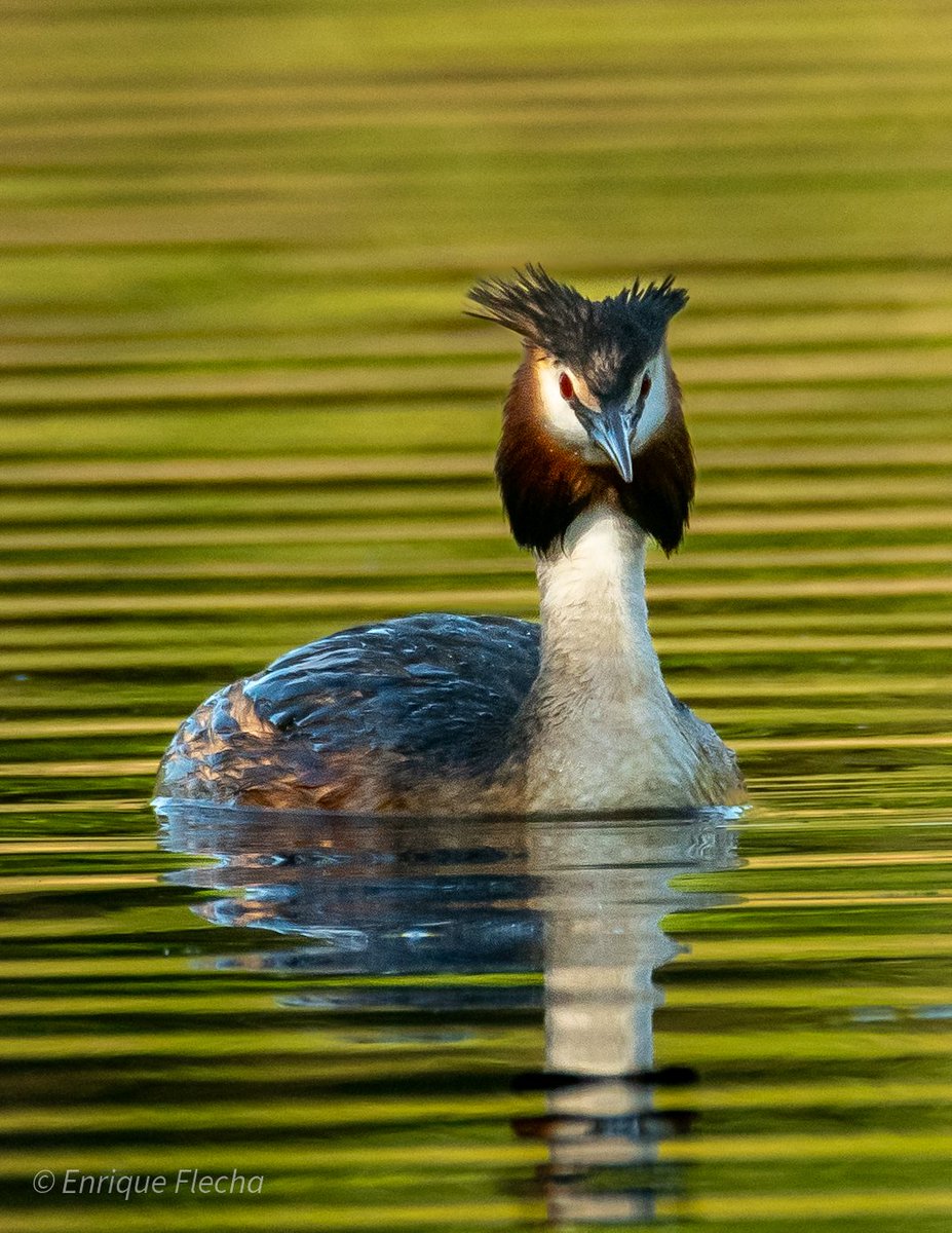Somormujo lavanco (Podiceps cristatus), con precioso plumaje nupcial. P. Regional Sureste, Madrid, España, Mayo 2025. Feliz semana.
Orden: Podicipediformes 
Familia: Podicipedidae 
#BirdsSeenIn2025 #nikon #tamron #wildlifespain #pajareando #aves #birds #ornitologia #birdslovers