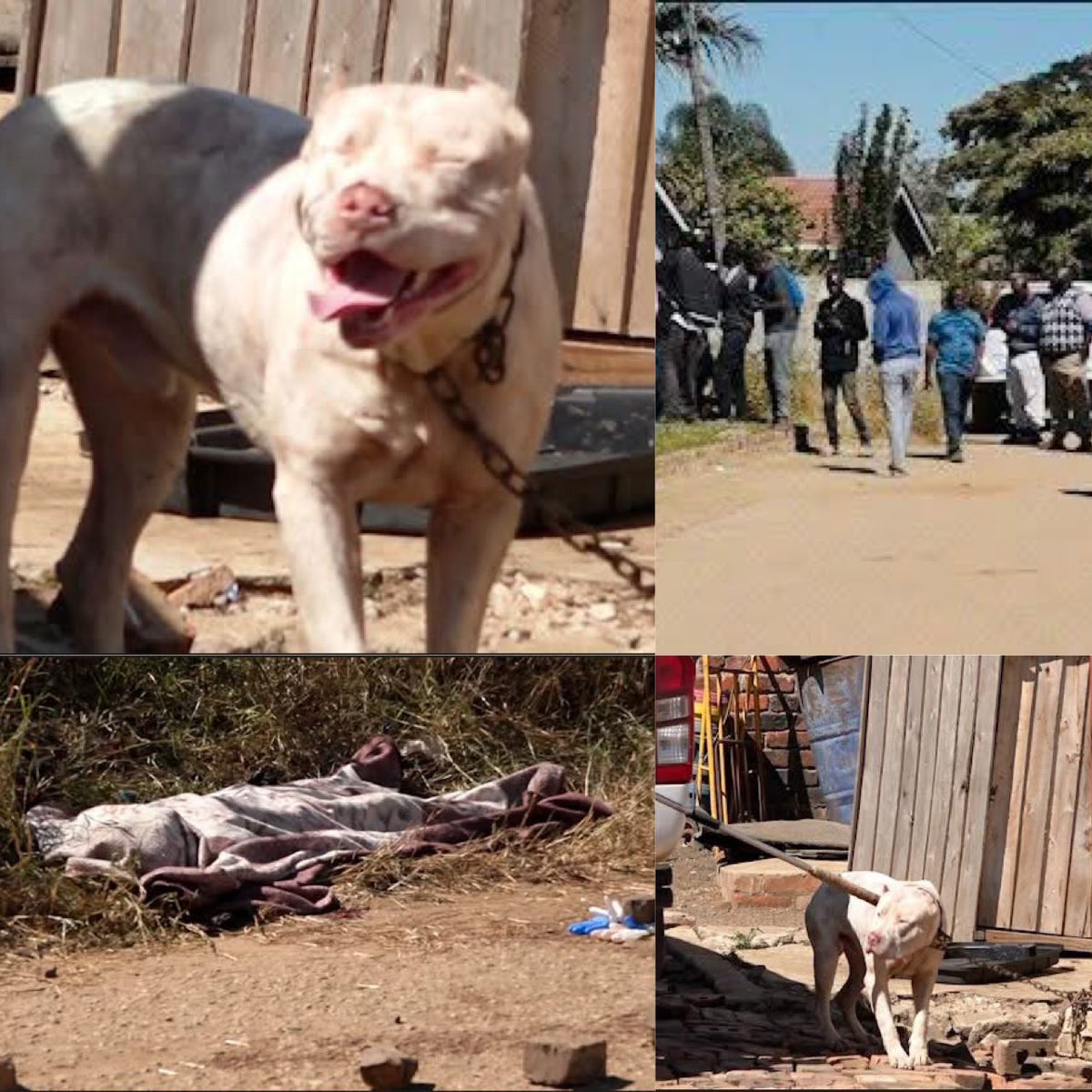 ZimTimeX's tweet image. 🔴A tragic incident occurred in New Bluff Hill, Harare, where a 39-year-old man lost his life after being attacked by a pit bull.