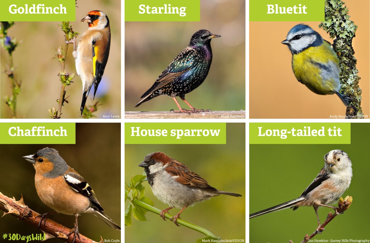 Day 2 of #30DaysWild! 💚

Why not give garden birds a flying start! Leave out food and fresh water and see who flutters by — robins, sparrows, maybe even a goldfinch! 🌟

Tell us which garden birds you’ve spotted! 📸

👉 wildlifetrusts.org/actions/how-pr…