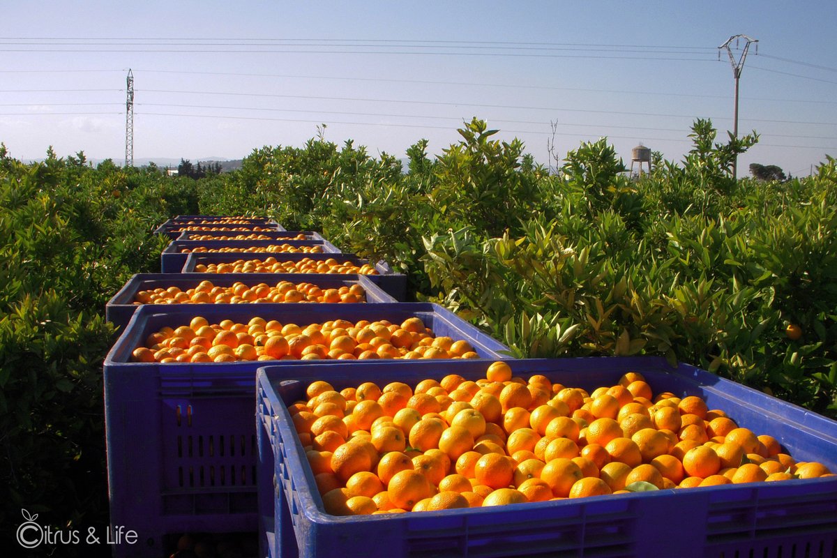 BeCitrusOnline's tweet photo. En @citrusandlife se dedican a la producción citrícola... Además, han empezado la aventura de la venta por internet de sus productos. Ofrecen un sistema alternativo a la compra tradicional de #cítricos, ofreciendo bienestar y fruta muy saludable.

#Frutas #BeCitrusOnline #Salud https://t.co/1NJUfE0PPA
