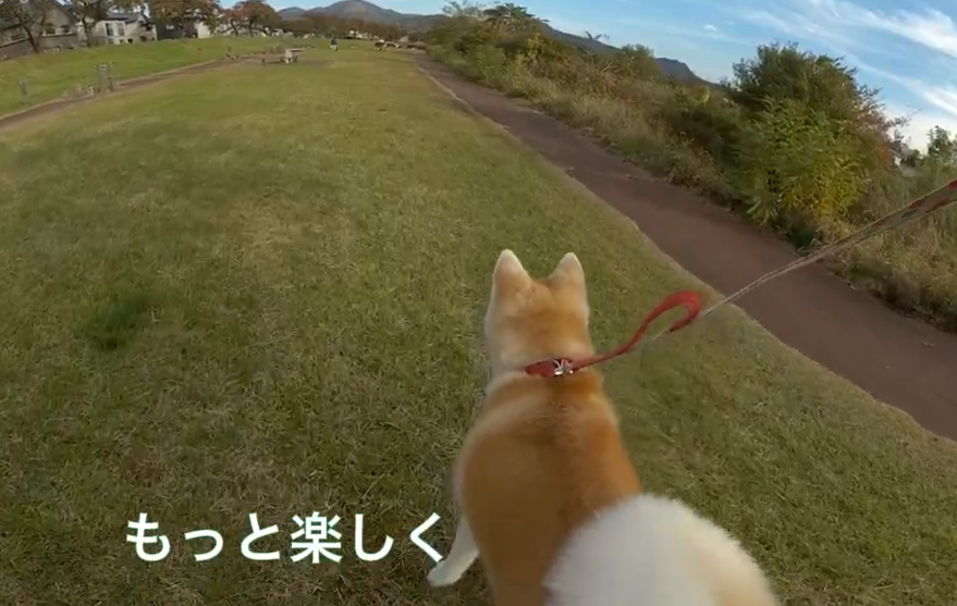 RehaVRinfo's tweet photo. 【RehaVR 俳句の会】vol.1

あの頃の　犬と歩いた　仮想道
— RehaVRで、記憶の中の散歩へ

#RehaVR #透析 #心臓 #犬と散歩 #医療DX #癒しの時間 ＃理学療法士 ＃俳句 ＃RehaVR俳句の会 https://t.co/DXFmyYxSZd