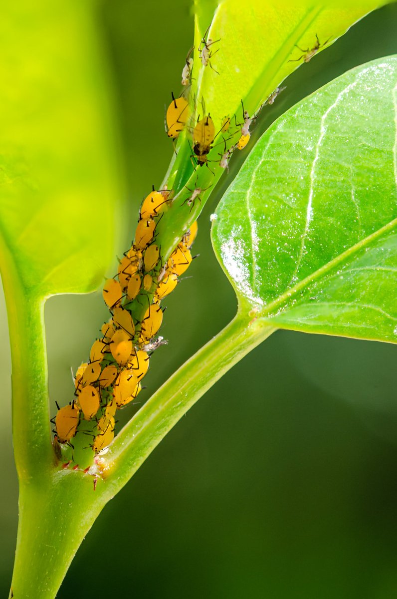 matteod77147188's tweet photo. Yellow Population #macrophotography #naturelovers #insectmacro #wildlifephotography #macro_perfection https://t.co/i7ZhgnaZeo