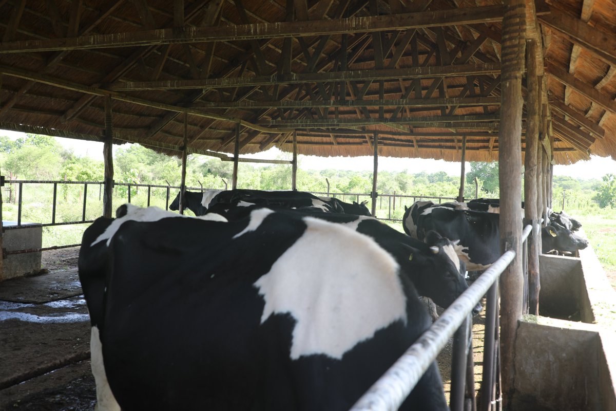 FAO in South Sudan (@faosouthsudan) on Twitter photo What an eye-opener! π
A delegation led by #Livestock Minister Onyoti Adigo & <a href="/FAO/">Food and Agriculture Organization</a> #SouthSudan Rep Meshack Malo, visited Loggo East mixed farm, Central Equatoria, a thriving dairy #Milk π₯ production venture.
This thriving farm has real potential as a #CenterForExcellence! πΈπΈ What an eye-opener! π
A delegation led by #Livestock Minister Onyoti Adigo & <a href="/FAO/">Food and Agriculture Organization</a> #SouthSudan Rep Meshack Malo, visited Loggo East mixed farm, Central Equatoria, a thriving dairy #Milk π₯ production venture.
This thriving farm has real potential as a #CenterForExcellence! πΈπΈ