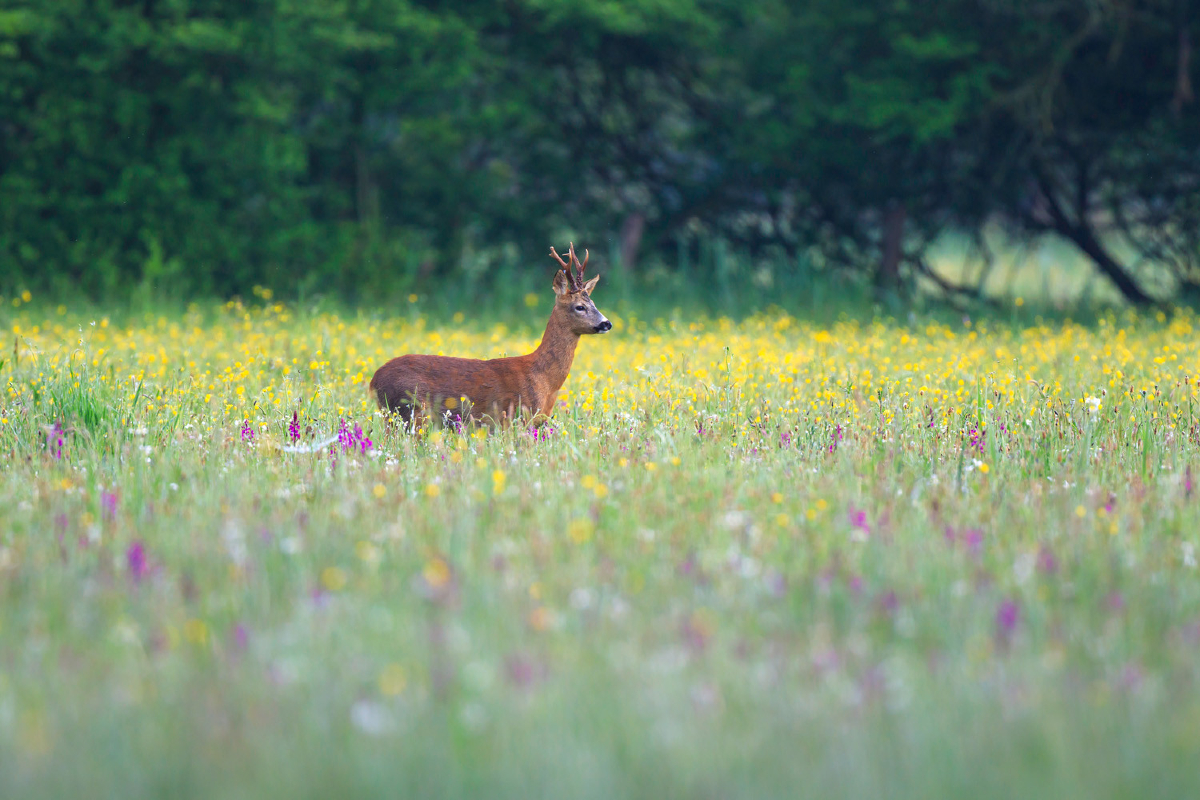 IndiensFrancais's tweet photo. Alors, vous avez vu quelques chevreuils hier ? 

#IndiensFrançais #Chasse #Passion #Nature #Faune #chevreuil #approche #ouverture #affut #brocard https://t.co/FiyCaQcESQ