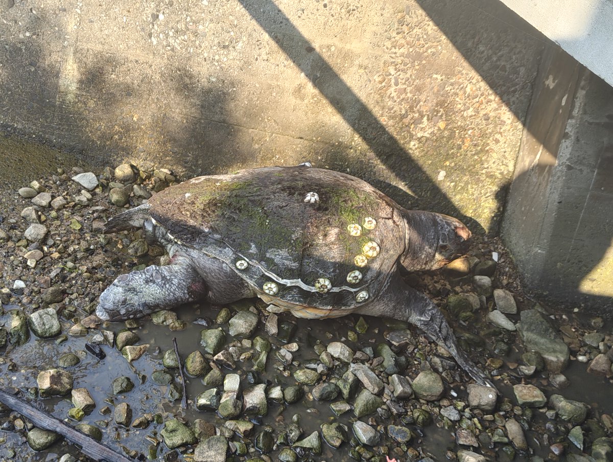 OnetoOne_PR's tweet photo. 6/1(土)に地域の水路清掃がありました。
お隣の地域でウミガメが打ち上げられている
との情報をキャッチして見に行ったら
思たよりもデカくてびっくり😱
瀬戸内海にもウミガメっているんですね🌊🐢

#四国中央市 
#瀬戸内海
#ウミガメ https://t.co/LcHpacM9Kj