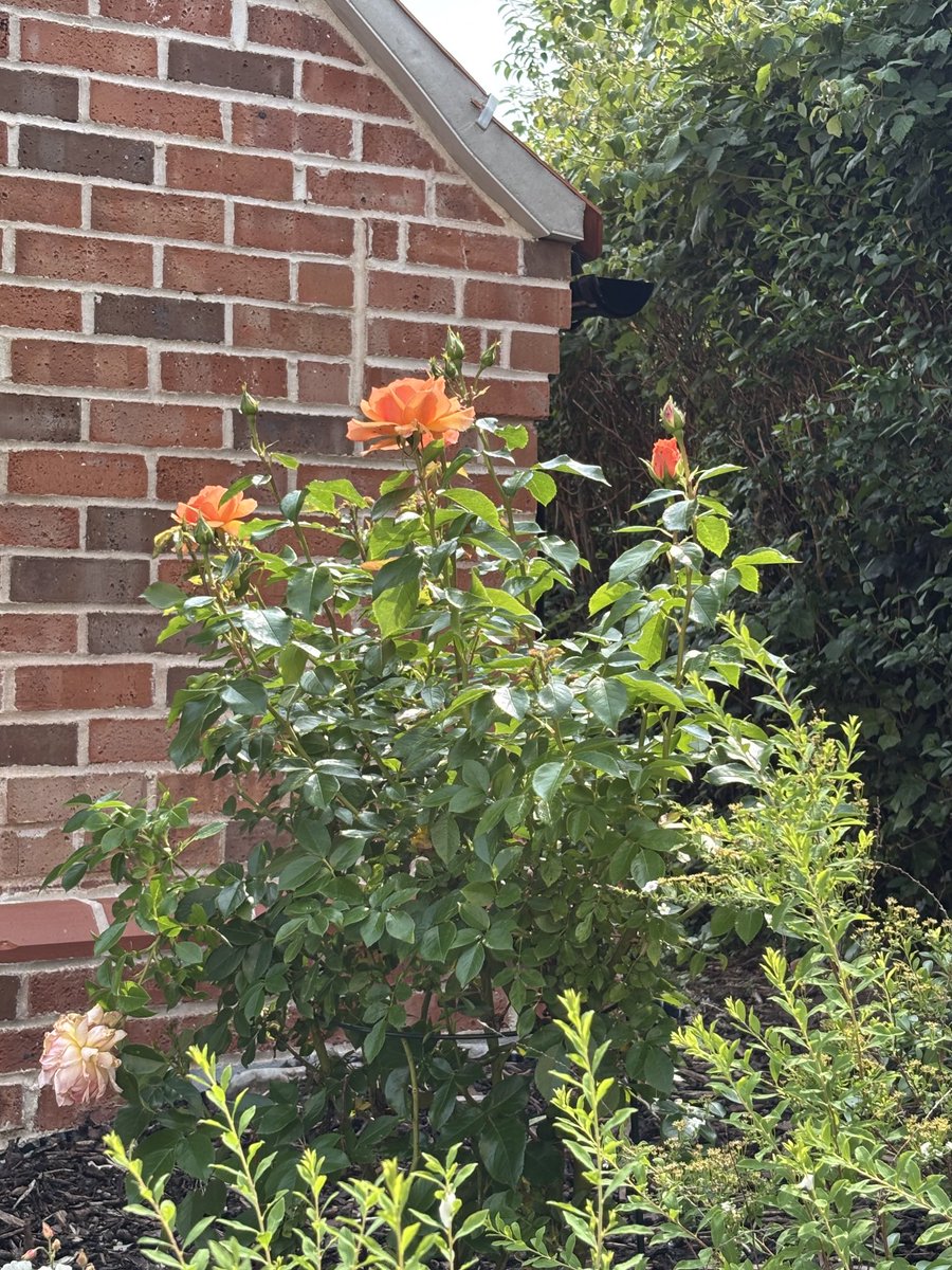 Isobel Maddison tweet media