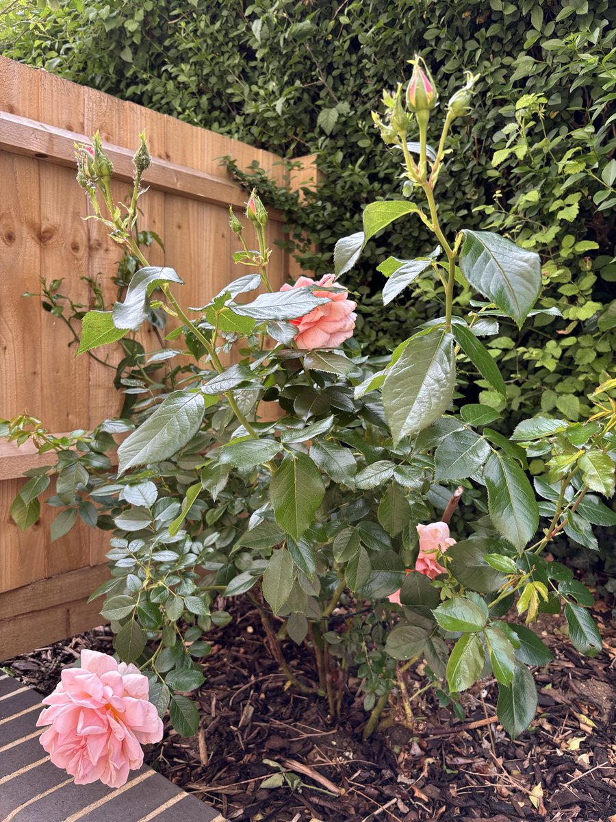 Isobel Maddison (@isobel_maddison) on Twitter photo The Elizabeth von Arnim roses survived the house move last year 🌸🌸<a href="/ElizabethVAIntl/">The International Elizabeth von Arnim Society</a> The Elizabeth von Arnim roses survived the house move last year 🌸🌸<a href="/ElizabethVAIntl/">The International Elizabeth von Arnim Society</a>