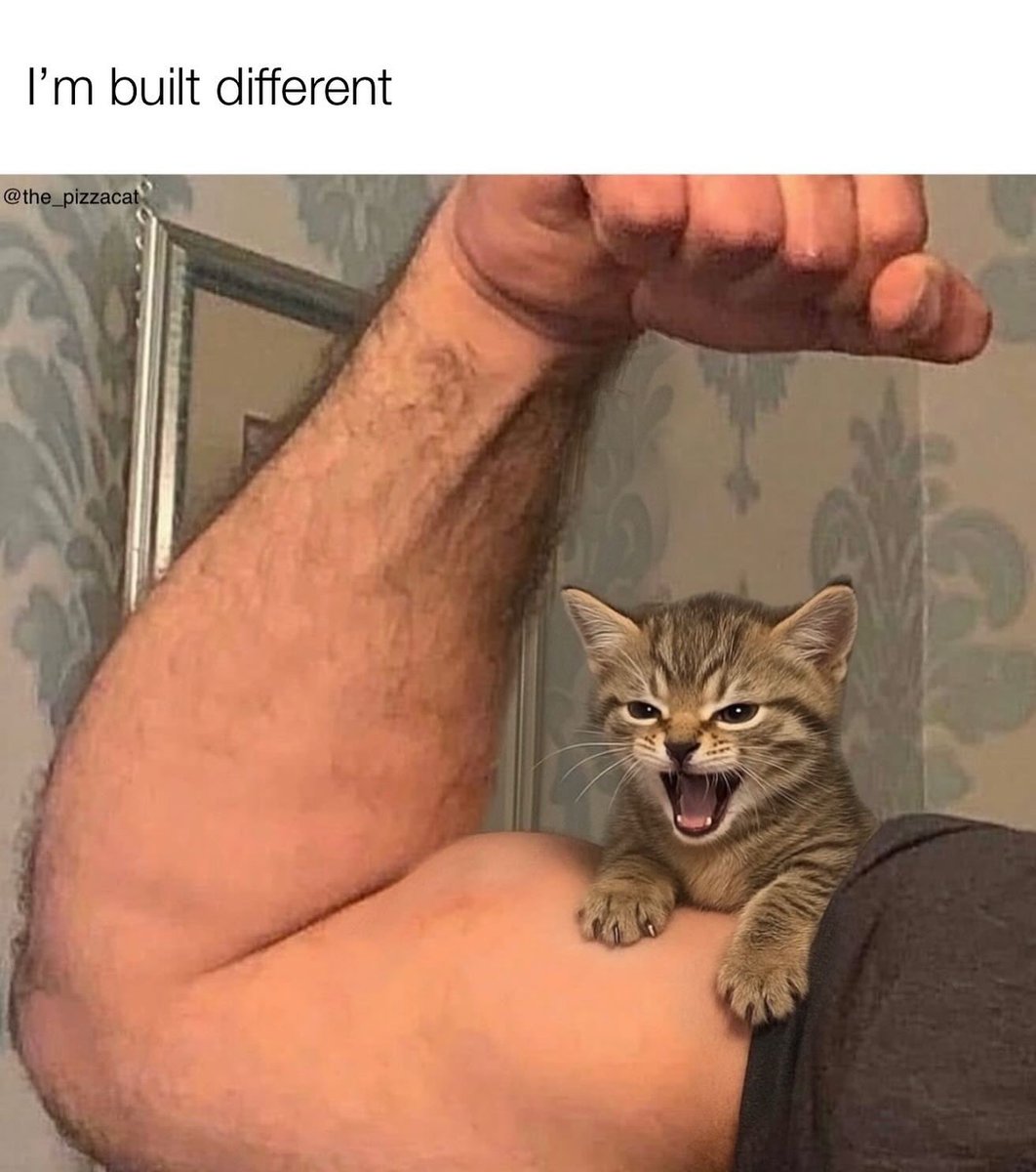 Cats with pawerful aura (@aurawithcats) on Twitter photo 